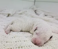 Dwight, a male Portuguese Water Dog for sale in Nicholson, PA – Photo 5 of 5