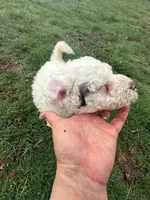Dwight, a male Portuguese Water Dog for sale in Nicholson, PA – Photo 3 of 3