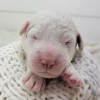 Dwight, a male Portuguese Water Dog for sale in Nicholson, PA – Photo 1 of 5