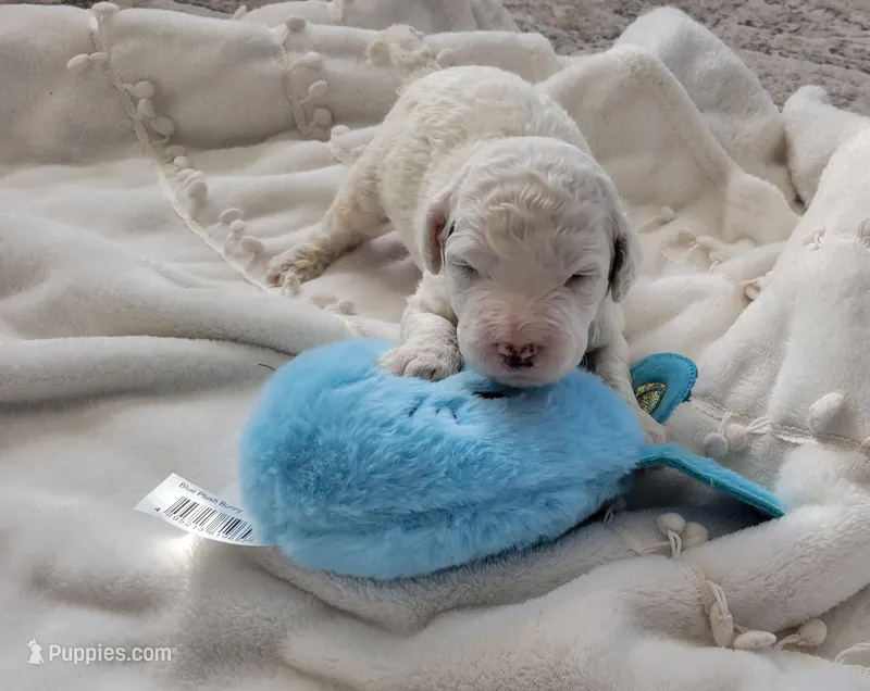 Dwight – Portuguese Water Dog puppy for sale in Nicholson, PA