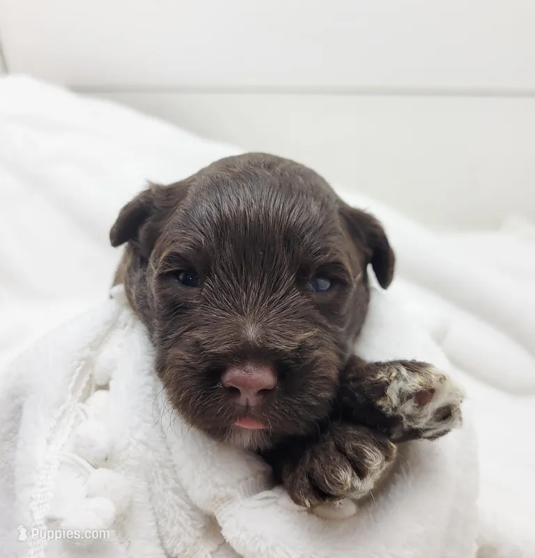 Hopper – Portuguese Water Dog puppy for sale in Nicholson, PA