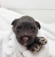 Hopper, a male Portuguese Water Dog for sale in Nicholson, PA – Photo 1 of 3