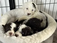 Britt, a  Portuguese Water Dog for sale in Nicholson, PA – 4 of 4