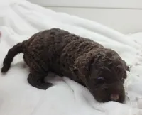 Dragonfly, a female Portuguese Water Dog for sale in Nicholson, PA – Photo 2 of 3