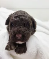 Dragonfly, a female Portuguese Water Dog for sale in Nicholson, PA – Photo 1 of 3