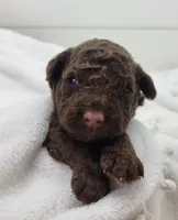 Honeybee, a female Portuguese Water Dog for sale in Nicholson, PA – Photo 1 of 3