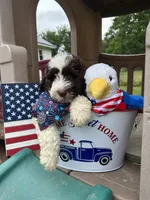 Freedom, a male Portuguese Water Dog for sale in Nicholson, PA – 4 of 5