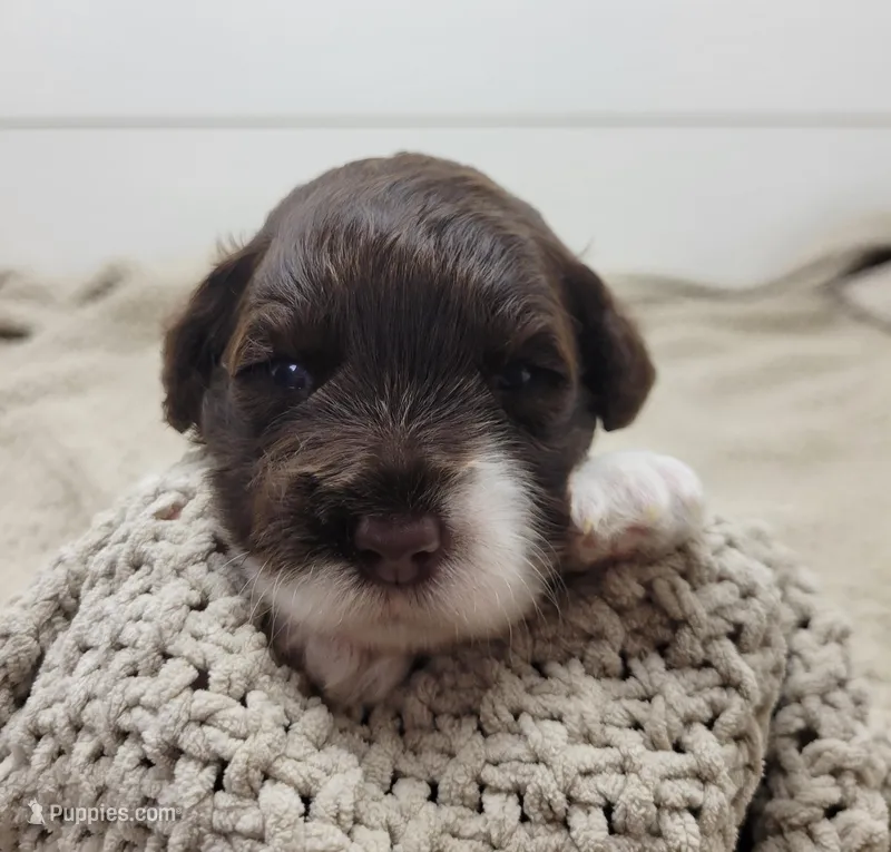 Butterfly – Portuguese Water Dog puppy for sale in Nicholson, PA