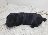 Michael, a male Portuguese Water Dog for sale in Nicholson, PA – Photo 2 of 4