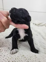Michael, a male Portuguese Water Dog for sale in Nicholson, PA – Photo 4 of 4