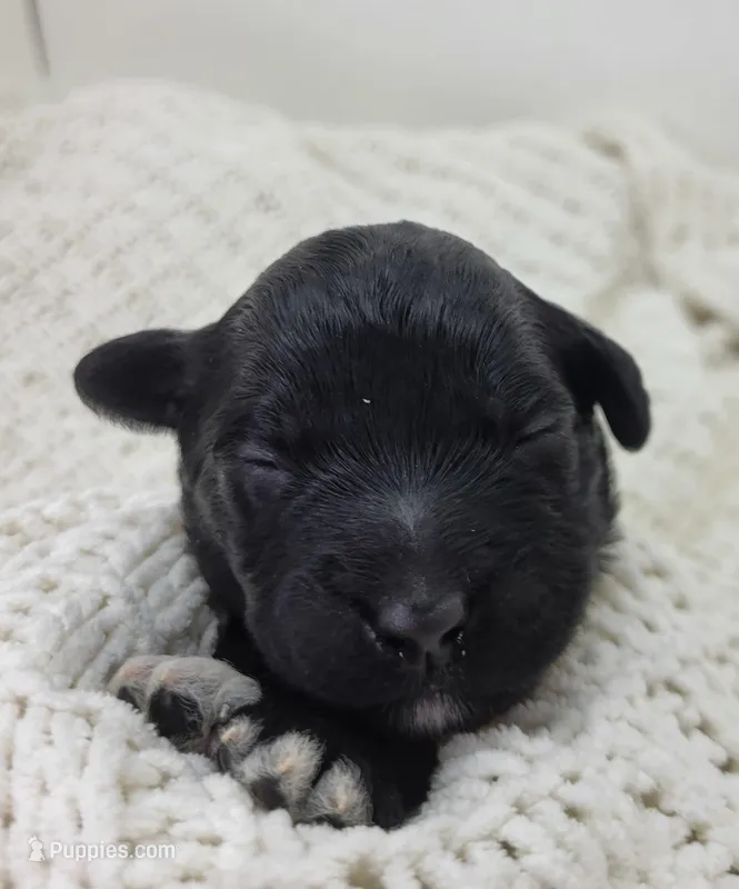 Michael – Portuguese Water Dog puppy for sale in Nicholson, PA