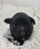 Michael, a male Portuguese Water Dog for sale in Nicholson, PA – Photo 1 of 4
