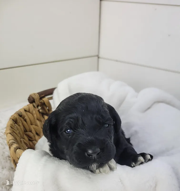 Michael – Portuguese Water Dog puppy for sale in Nicholson, PA