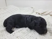 Michael, a male Portuguese Water Dog for sale in Nicholson, PA – Photo 3 of 4