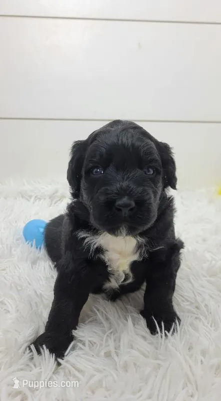 Michael – Portuguese Water Dog puppy for sale in Nicholson, PA