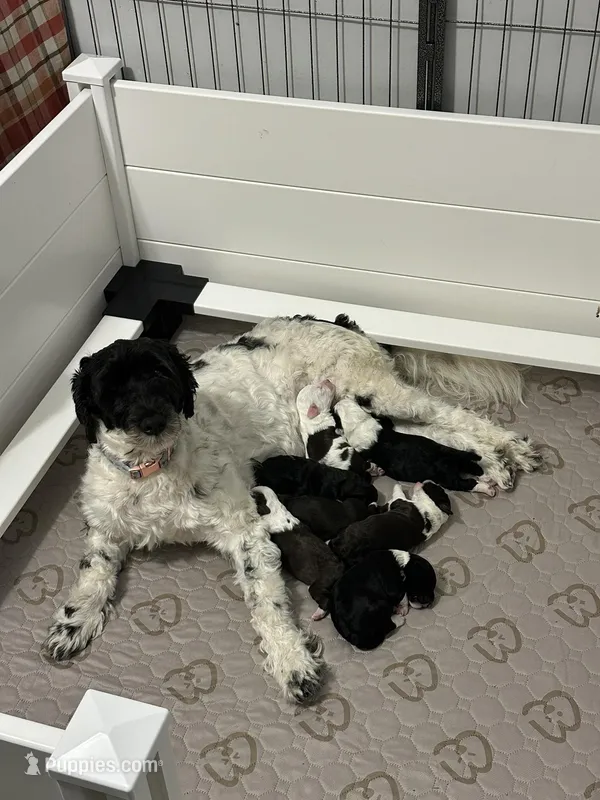 Britt – Portuguese Water Dog puppy for sale in Nicholson, PA