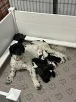 Britt, a  Portuguese Water Dog for sale in Nicholson, PA – 1 of 4
