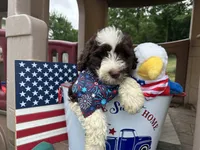 Britt, a  Portuguese Water Dog for sale in Nicholson, PA – 3 of 4