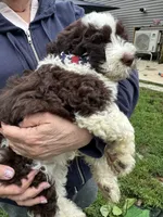 Freedom, a male Portuguese Water Dog for sale in Nicholson, PA – 3 of 5