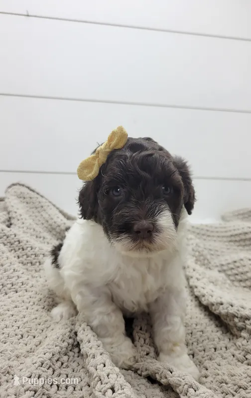 Butterfly – Portuguese Water Dog puppy for sale in Nicholson, PA