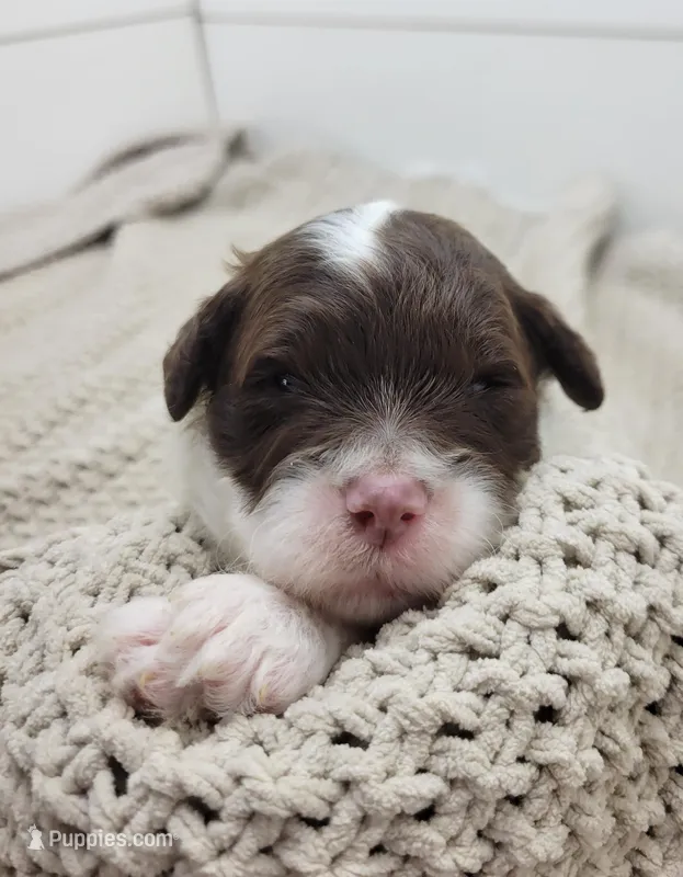 Ducky – Portuguese Water Dog puppy for sale in Nicholson, PA