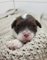 Ducky, a male Portuguese Water Dog for sale in Nicholson, PA – Photo 1 of 4