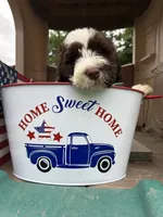 Freedom, a male Portuguese Water Dog for sale in Nicholson, PA – 2 of 5