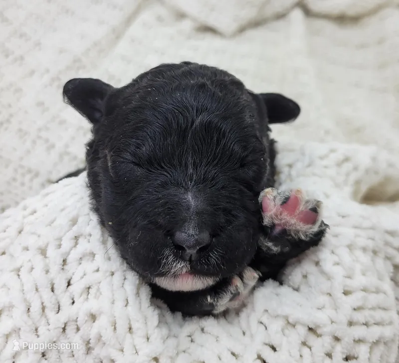 Jim – Portuguese Water Dog puppy for sale in Nicholson, PA