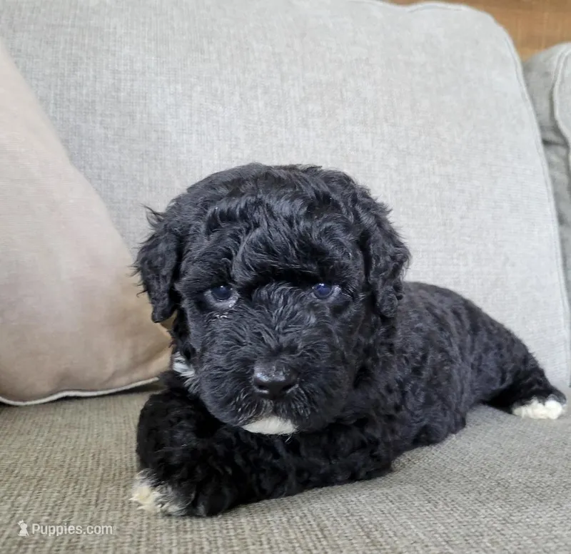 Jim – Portuguese Water Dog puppy for sale in Nicholson, PA