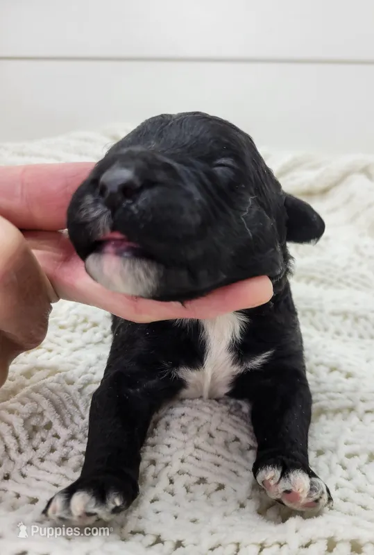 Jim – Portuguese Water Dog puppy for sale in Nicholson, PA