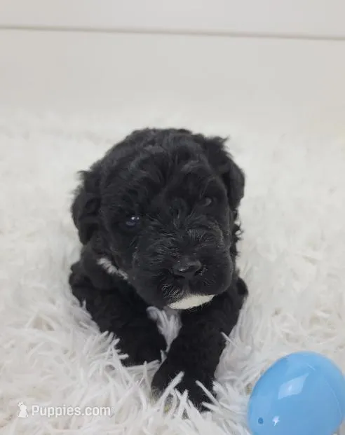 Jim – Portuguese Water Dog puppy for sale in Nicholson, PA