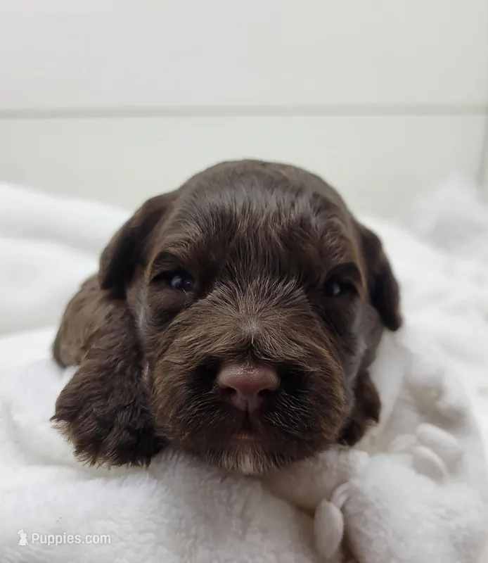 Ladybug – Portuguese Water Dog puppy for sale in Nicholson, PA