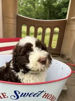 Freedom, a male Portuguese Water Dog for sale in Nicholson, PA – 1 of 5