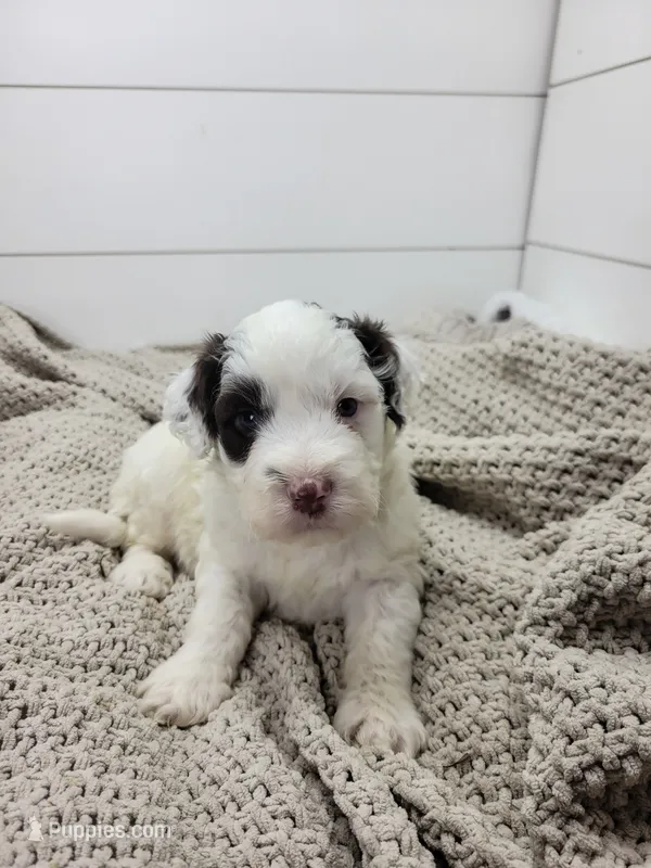 Puddles – Portuguese Water Dog puppy for sale in Nicholson, PA