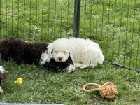 Britt, a  Portuguese Water Dog for sale in Nicholson, PA – 2 of 4
