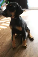 Ms. Purple, a female Doberman Pinscher for sale in Murrieta, CA – 3 of 8