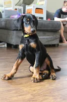 Mr. Yellow, a male Doberman Pinscher for sale in Murrieta, CA – 4 of 5