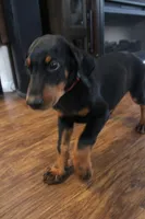 Mr. Red, a male Doberman Pinscher for sale in Murrieta, CA – 2 of 7