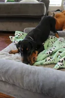 Ms. Purple, a female Doberman Pinscher for sale in Murrieta, CA – 5 of 8