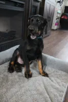 Mr. Blue, a male Doberman Pinscher for sale in Murrieta, CA – 7 of 7
