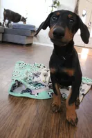 Mr. Black, a male Doberman Pinscher for sale in Murrieta, CA – 9 of 10