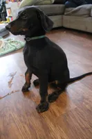 Mr. Green, a male Doberman Pinscher for sale in Murrieta, CA – 3 of 9