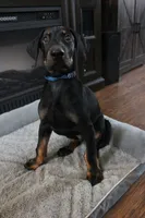 Mr. Blue, a male Doberman Pinscher for sale in Murrieta, CA – 3 of 7