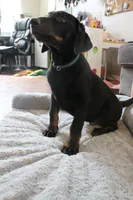 Mr. Green, a male Doberman Pinscher for sale in Murrieta, CA – 4 of 9