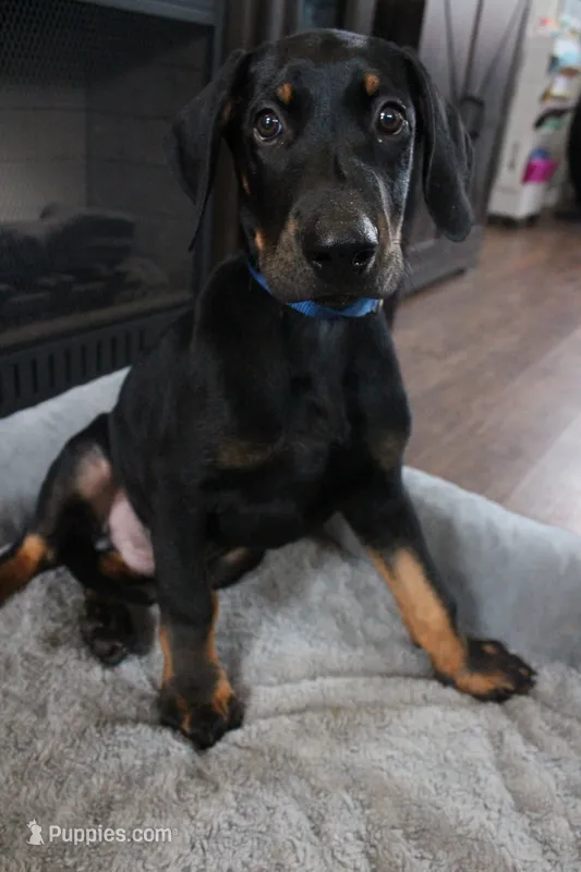 Mr. Blue – Doberman Pinscher puppy for sale in Murrieta, CA