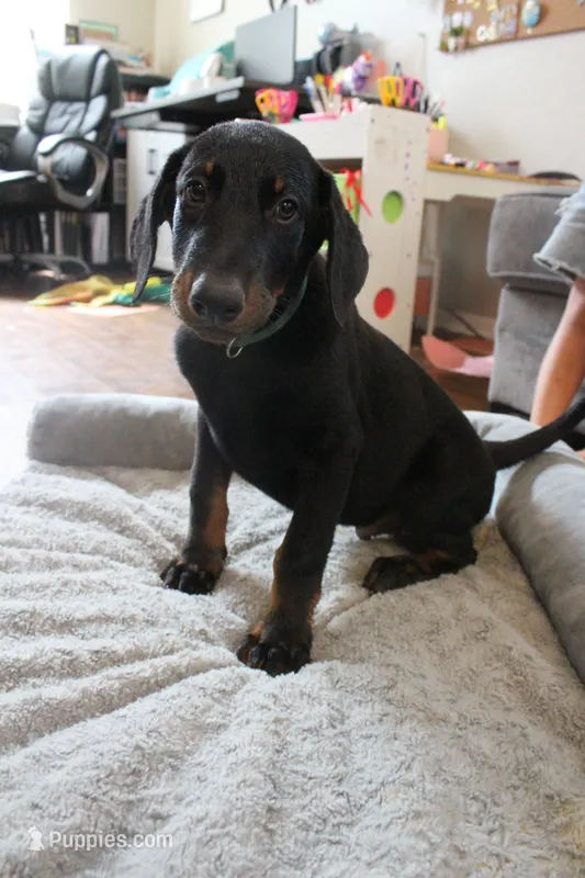 Mr. Green – Doberman Pinscher puppy for sale in Murrieta, CA