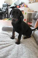 Mr. Green, a male Doberman Pinscher for sale in Murrieta, CA – 1 of 9