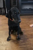 Mr. Orange, a male Doberman Pinscher for sale in Murrieta, CA – 6 of 9