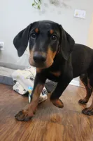 Mr. Red, a male Doberman Pinscher for sale in Murrieta, CA – 7 of 7