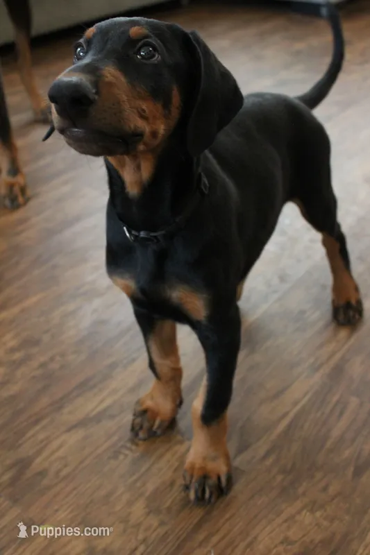 Mr. Black – Doberman Pinscher puppy for sale in Murrieta, CA